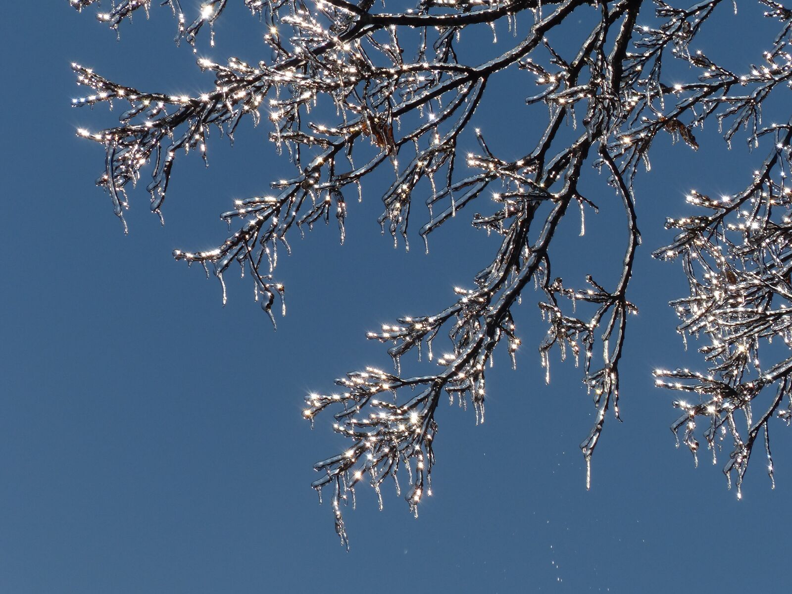 Panasonic Lumix DMC-FZ200 sample photo. Icicles, branches, ice photography