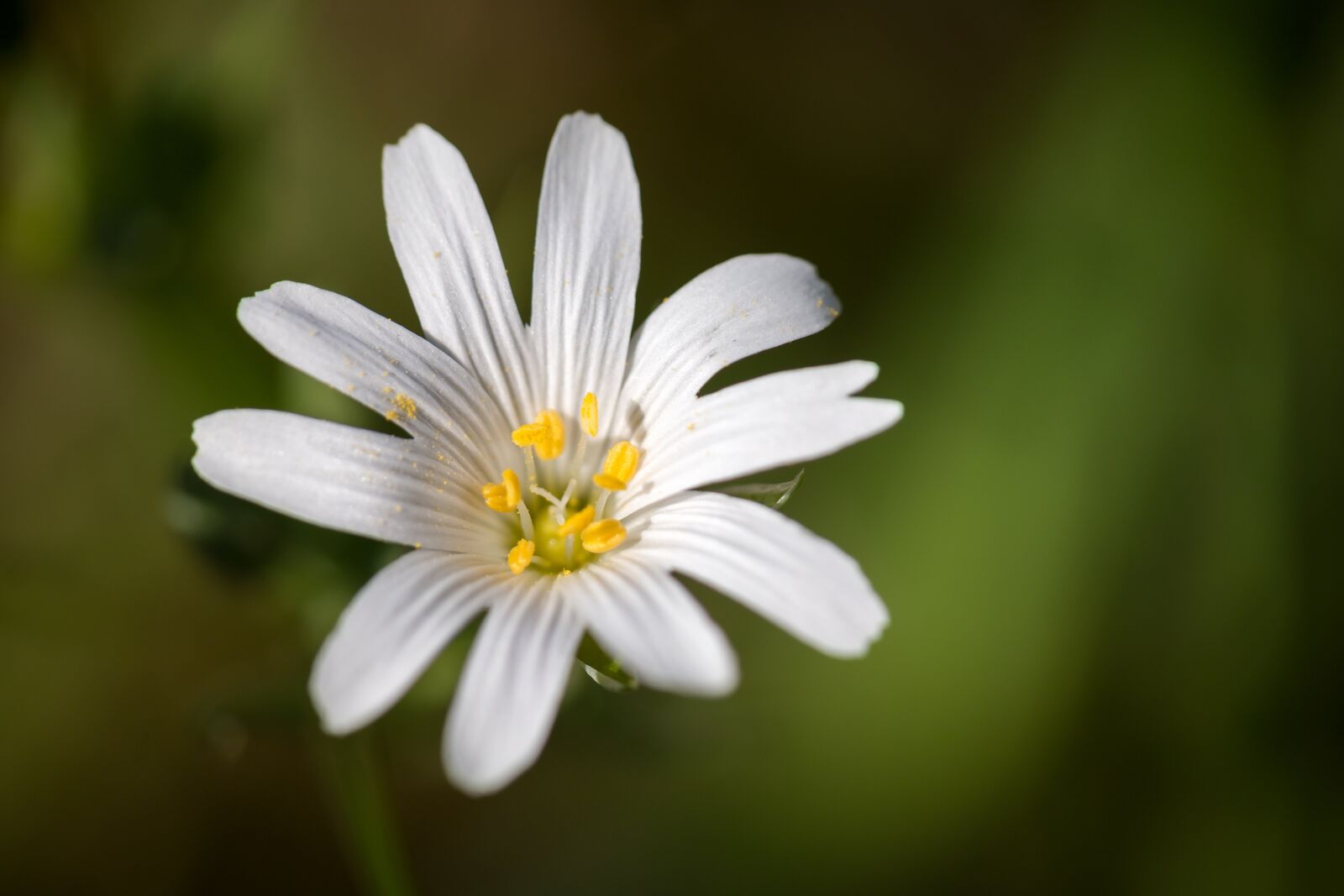Samsung NX 50-200mm F4-5.6 ED OIS sample photo. Chickweed, blossom, bloom photography