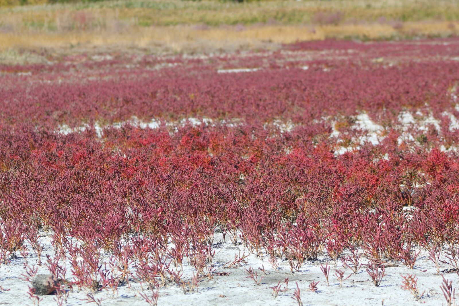 Canon EOS 550D (EOS Rebel T2i / EOS Kiss X4) sample photo. Weed, red algae, salt photography