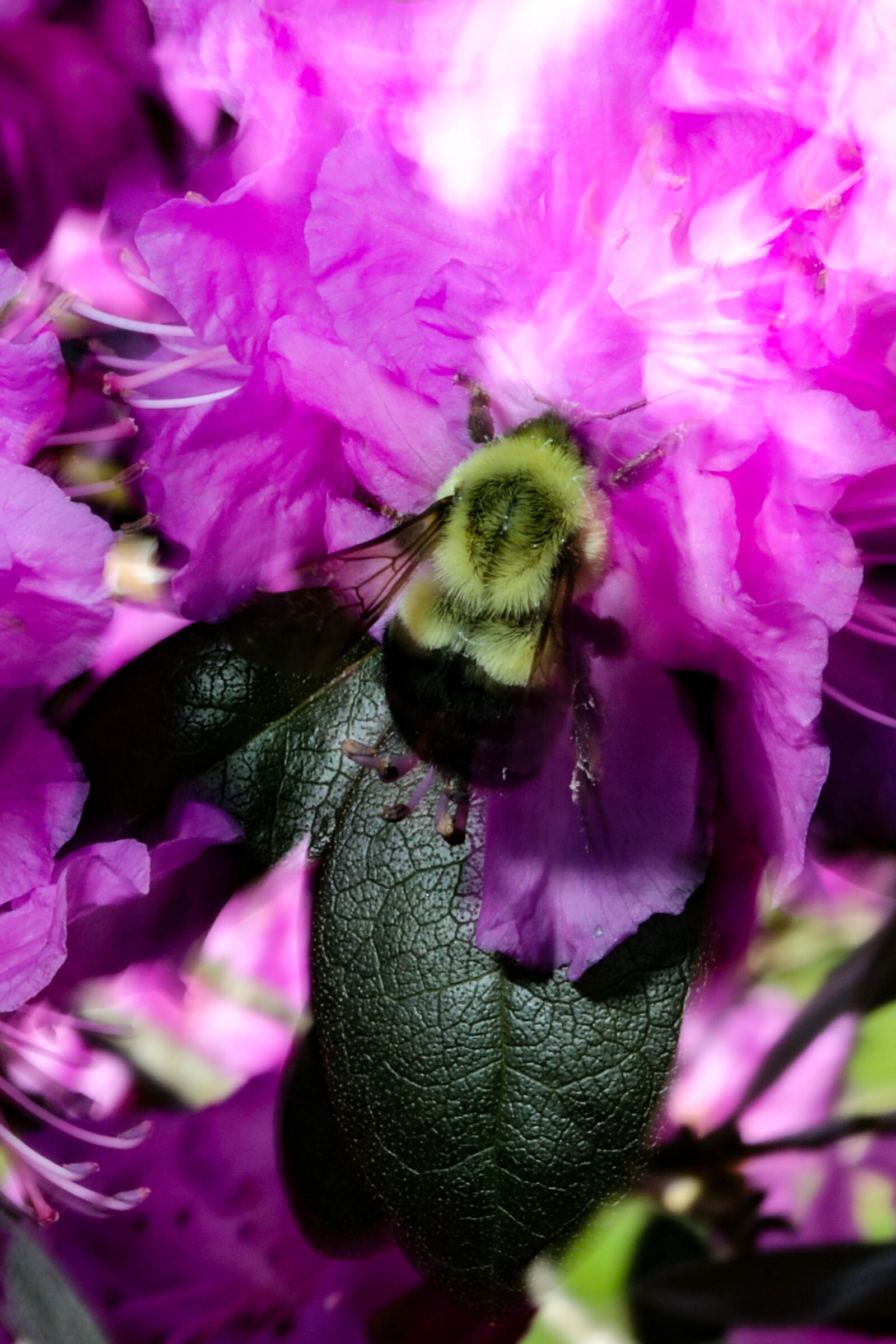 Canon EF 100mm F2.8 Macro USM sample photo. Bee, purple, flower photography