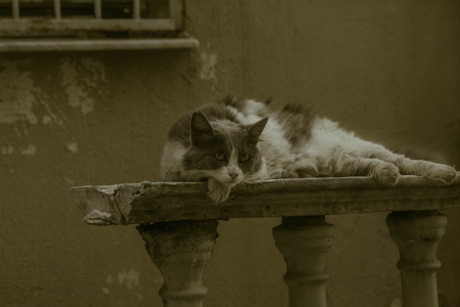 Canon EF-S 55-250mm F4-5.6 IS sample photo. Cat, street, animal photography