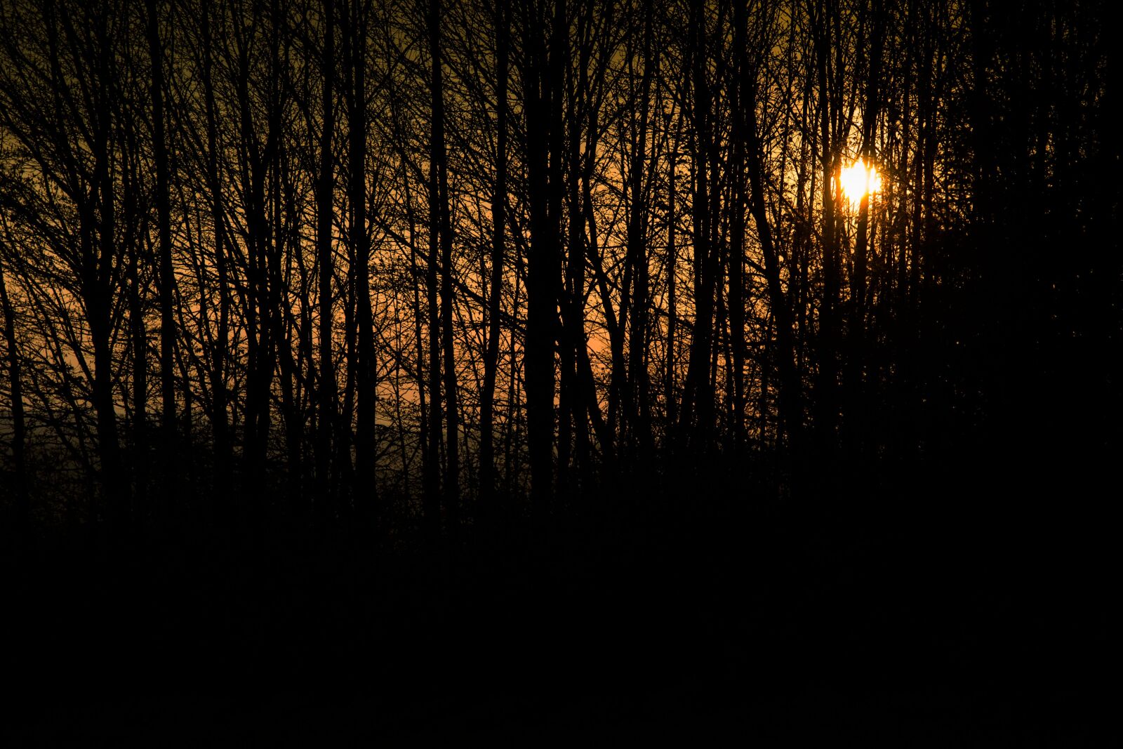 Canon EF-S 17-85mm F4-5.6 IS USM sample photo. Sunrise, forest, nature photography