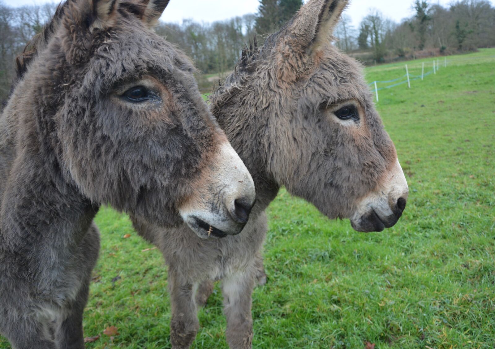 Nikon D5200 sample photo. Donkeys, equines, donkeys croix photography