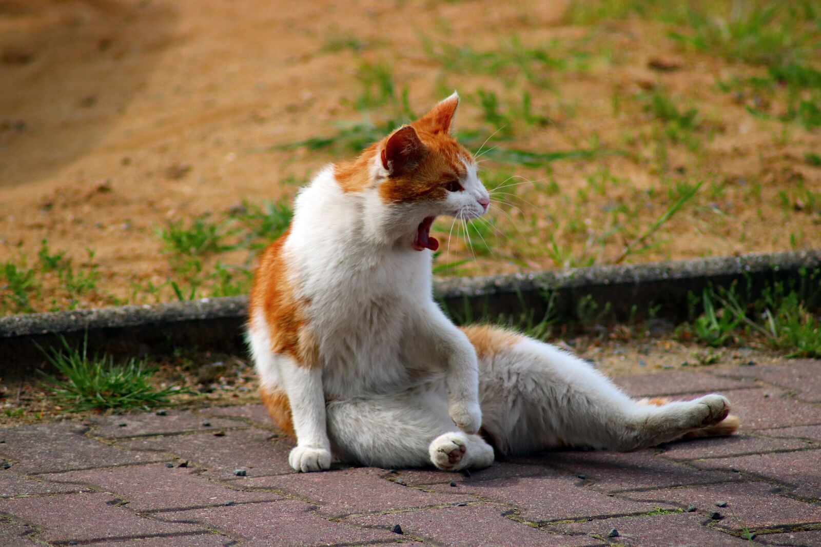 Canon EOS 77D (EOS 9000D / EOS 770D) sample photo. Cat, humor, sitting cat photography