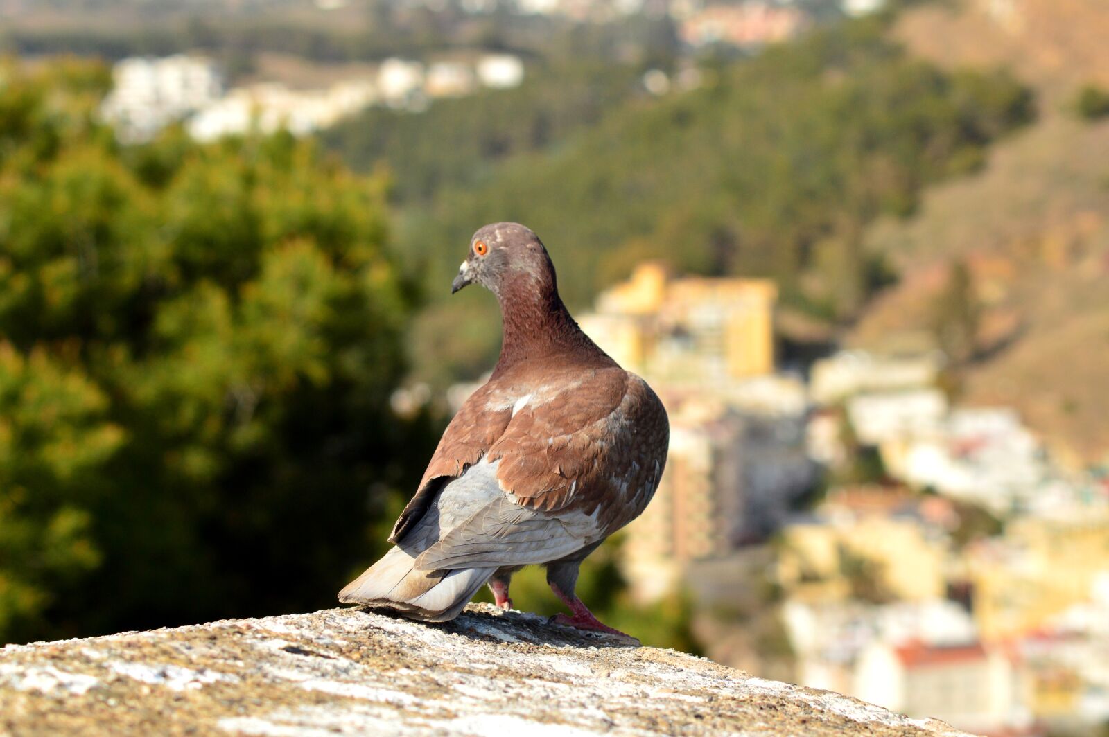 Nikon D3200 sample photo. Bird, pigeon, nature photography