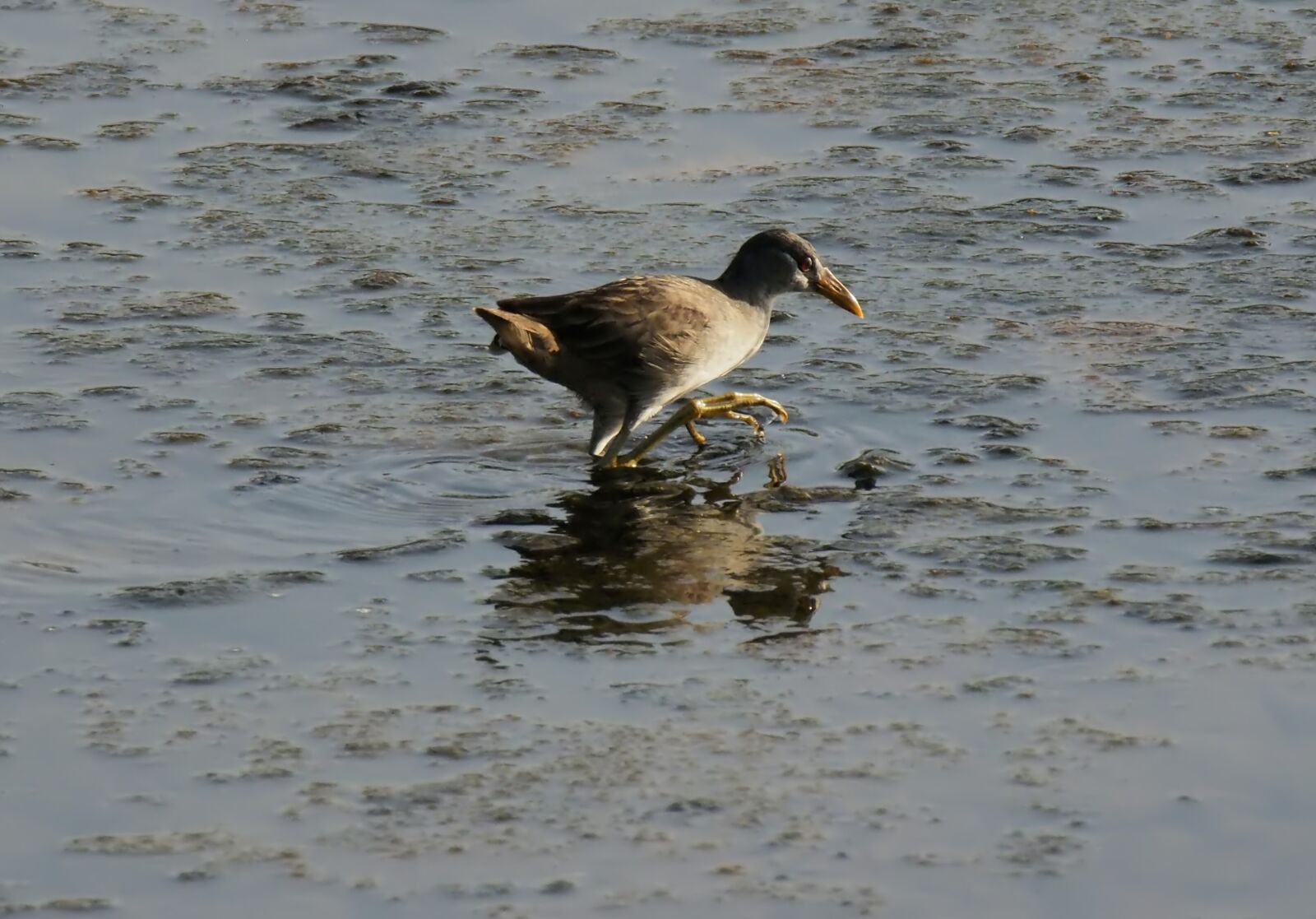 Olympus OM-D E-M1 sample photo. Bird, natural, nature photography