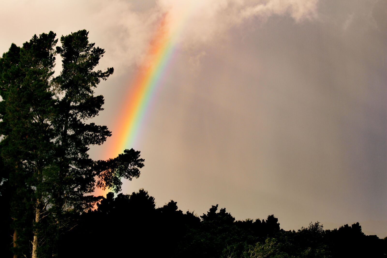 Canon EF-S 55-250mm F4-5.6 IS STM sample photo. Rainbow, nature, tree photography