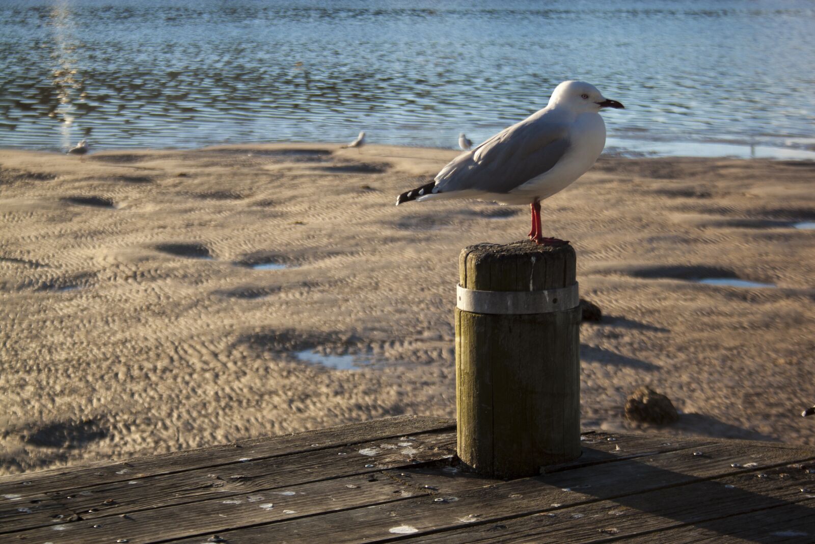 Canon EF-S 18-55mm F3.5-5.6 II sample photo. Water, nature, sea photography