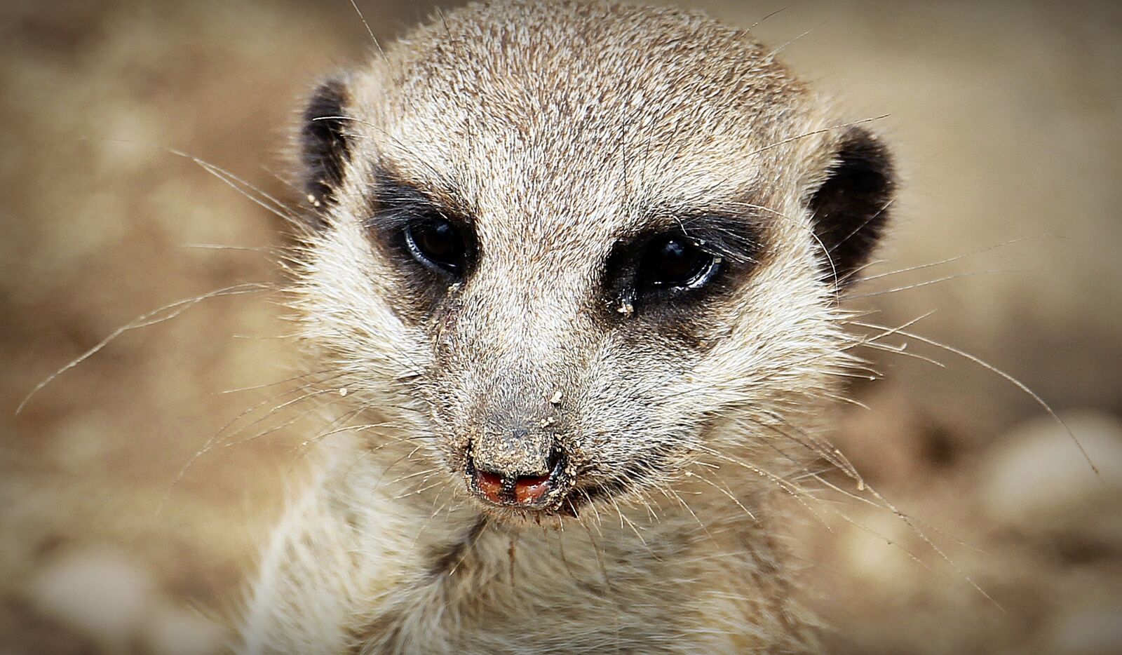 Canon EOS 550D (EOS Rebel T2i / EOS Kiss X4) sample photo. Meerkat, animal, nature photography