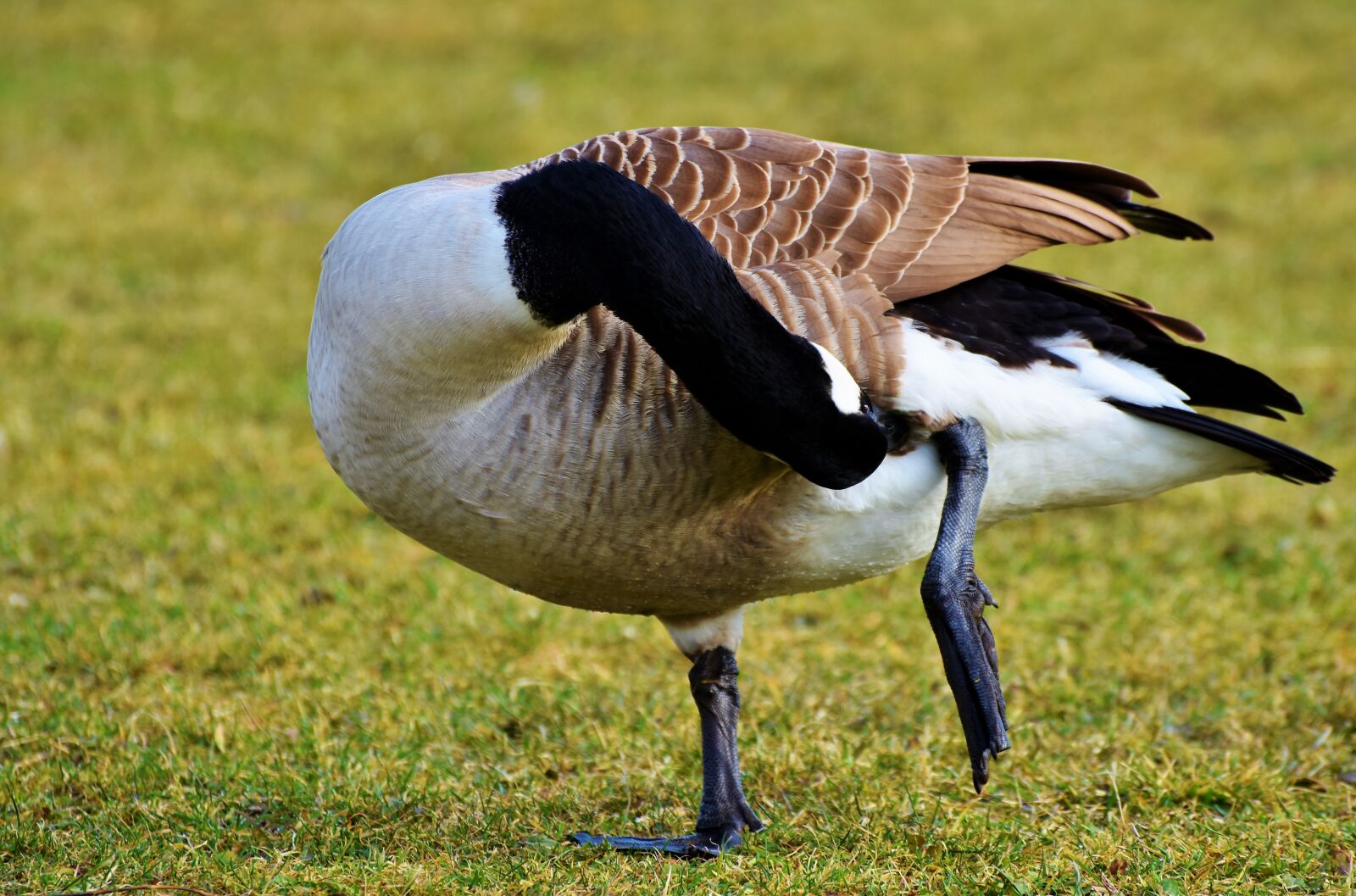 Nikon D7200 sample photo. Wild goose, goose, water photography
