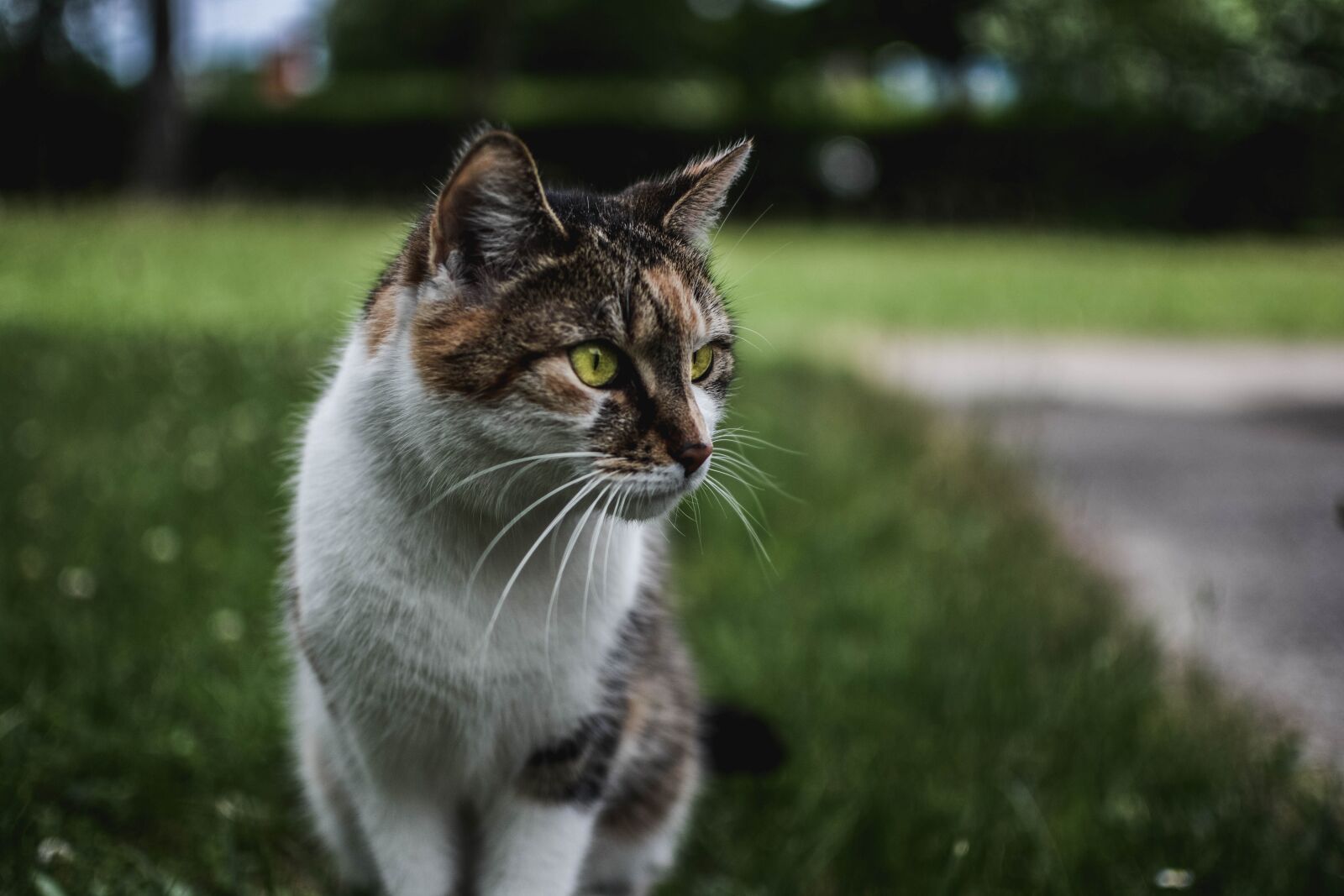 Nikon D5200 sample photo. Cat, nature, animal photography