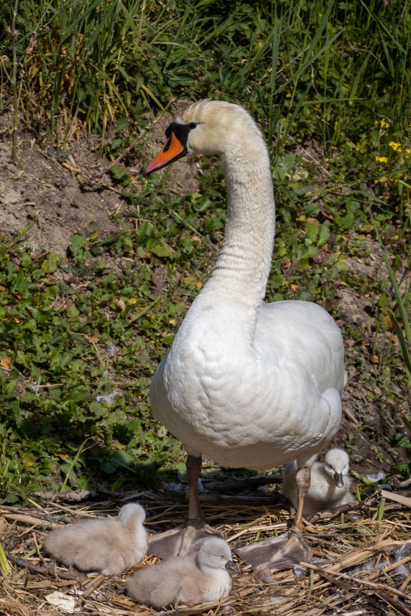 Canon EOS 90D sample photo. Swan, chicks, nature photography