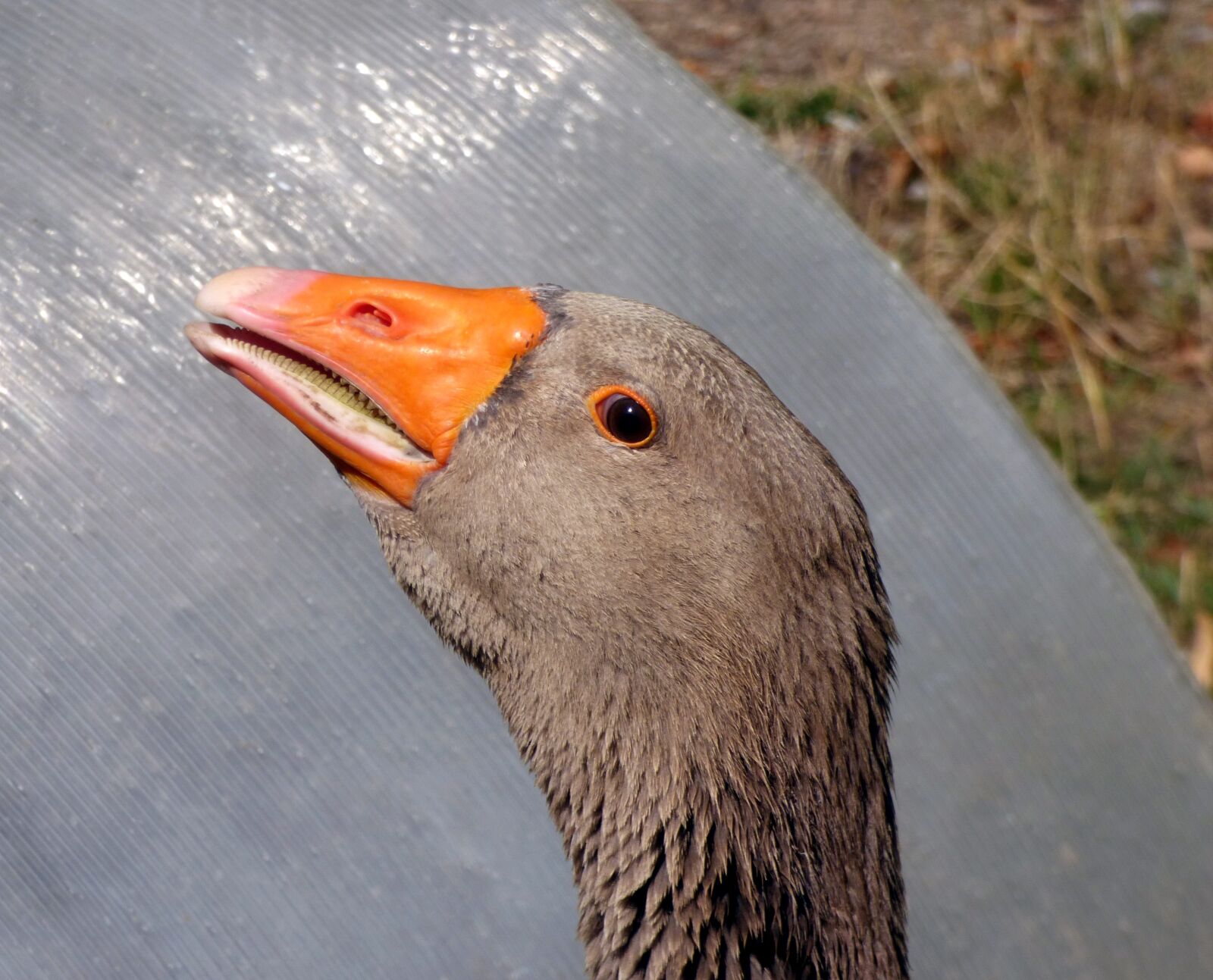 Panasonic DMC-FZ72 sample photo. Animal, goose, nature photography