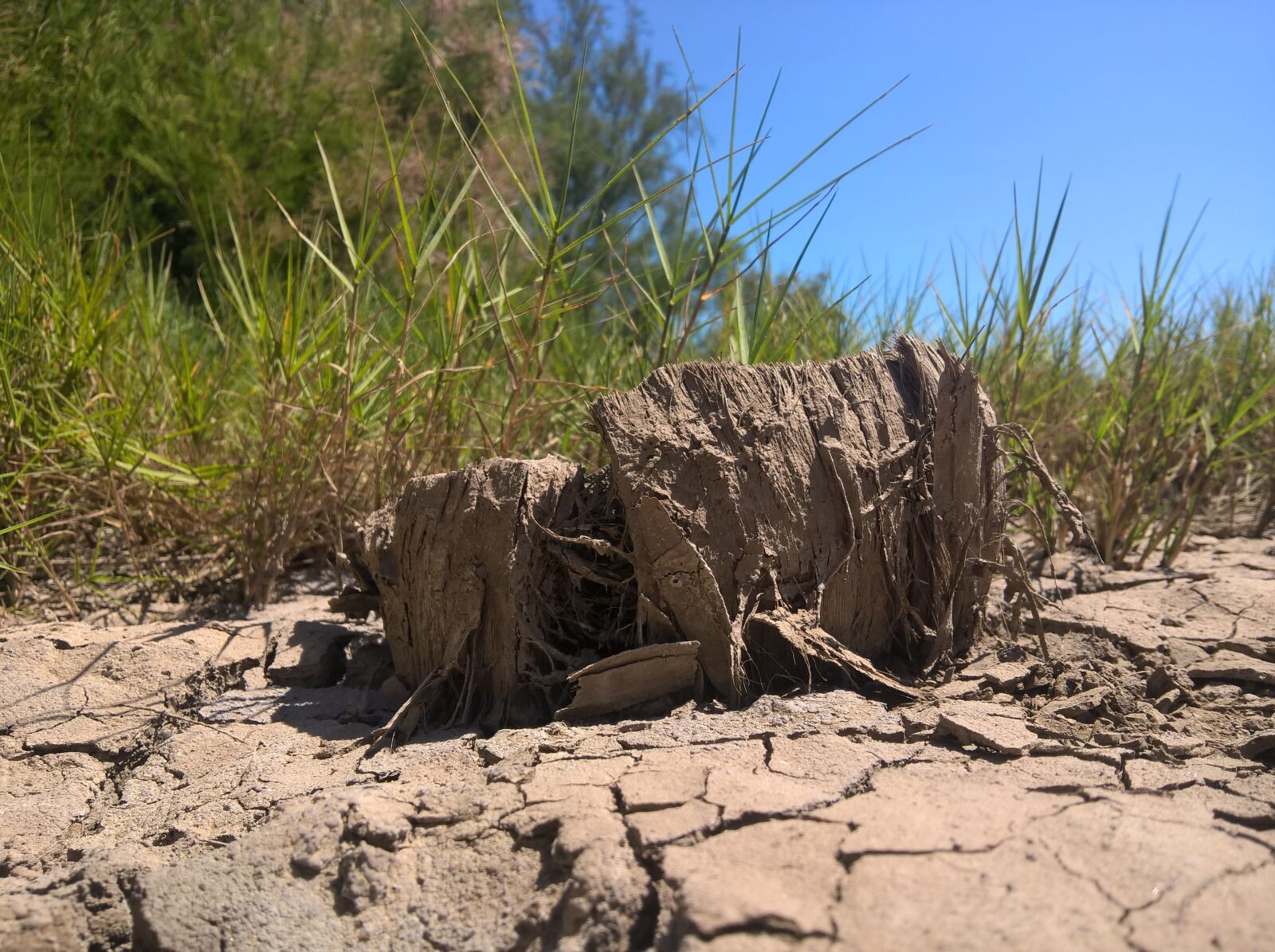 Microsoft Lumia 640 XL sample photo. Floor, plant photography