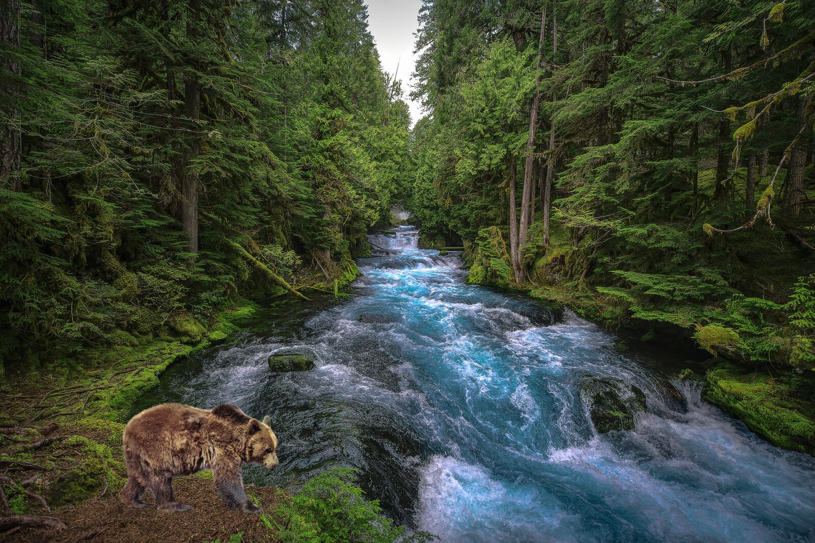 Nikon D850 sample photo. River, water, bear photography