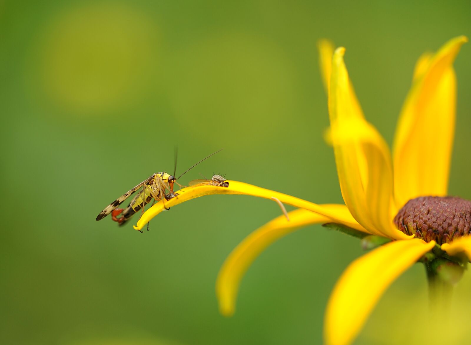 Nikon D3S sample photo. Communis, insect, nature photography