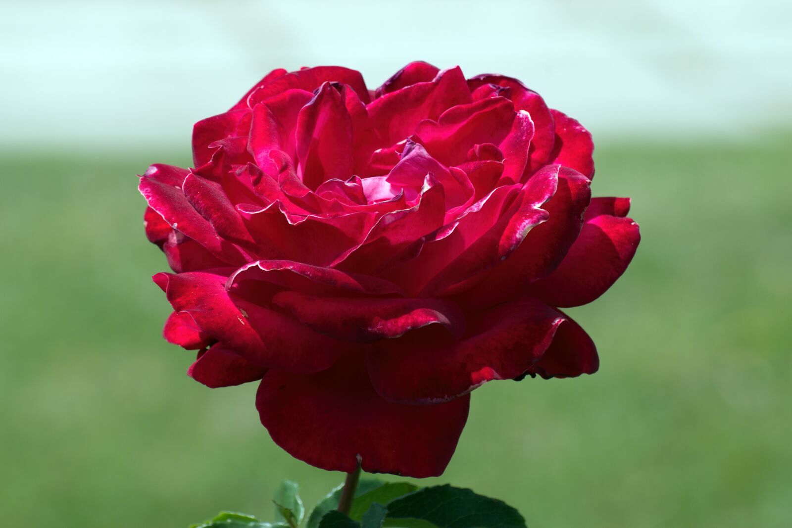 Nikon D5300 sample photo. Flower, red, rose photography