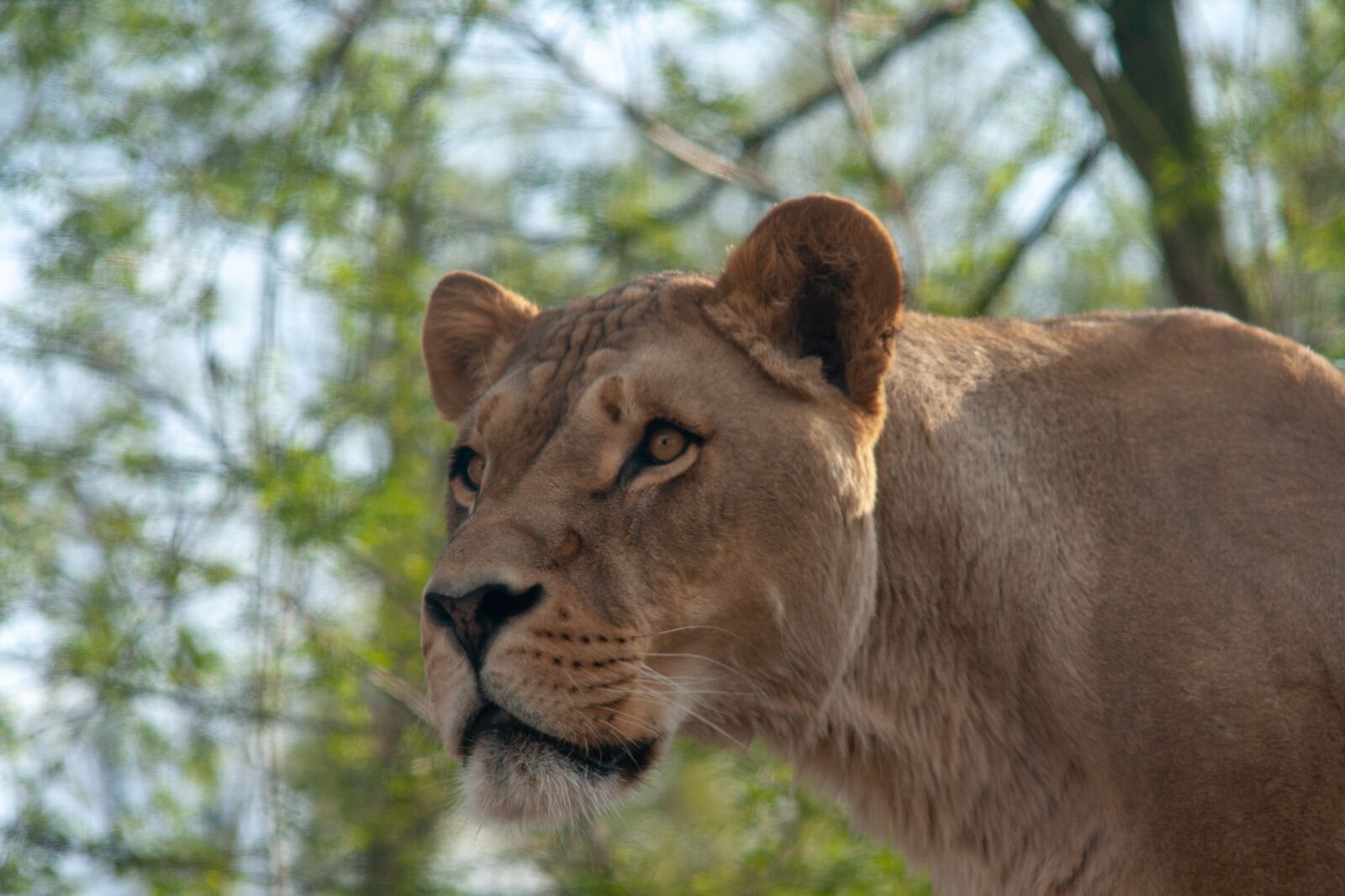 Canon EOS 400D (EOS Digital Rebel XTi / EOS Kiss Digital X) sample photo. Female, lion, nature photography