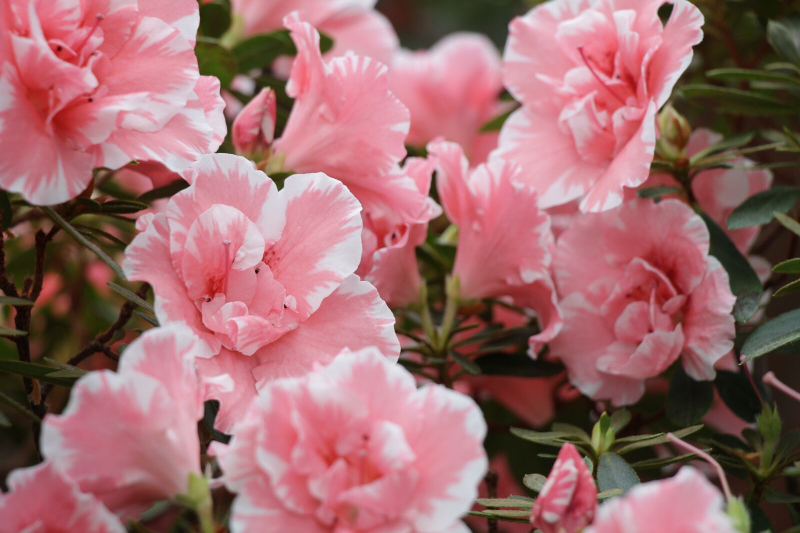Canon EOS 550D (EOS Rebel T2i / EOS Kiss X4) sample photo. Azalea, flowers, flower photography