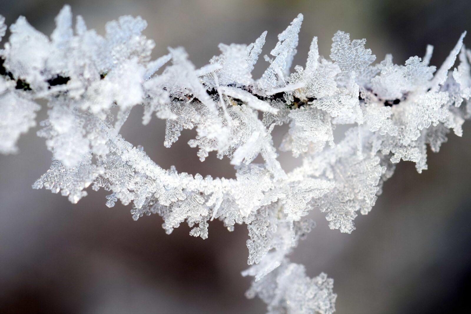 Nikon D3300 sample photo. Winter, snowflake, macro, crystal photography