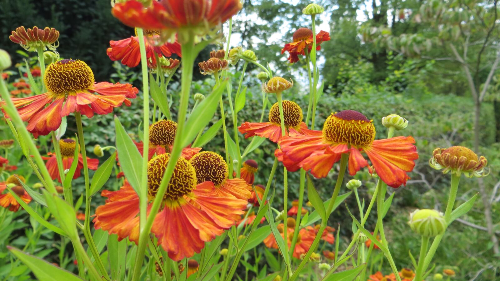 Canon PowerShot SX260 HS sample photo. Flowers, color, autumn photography