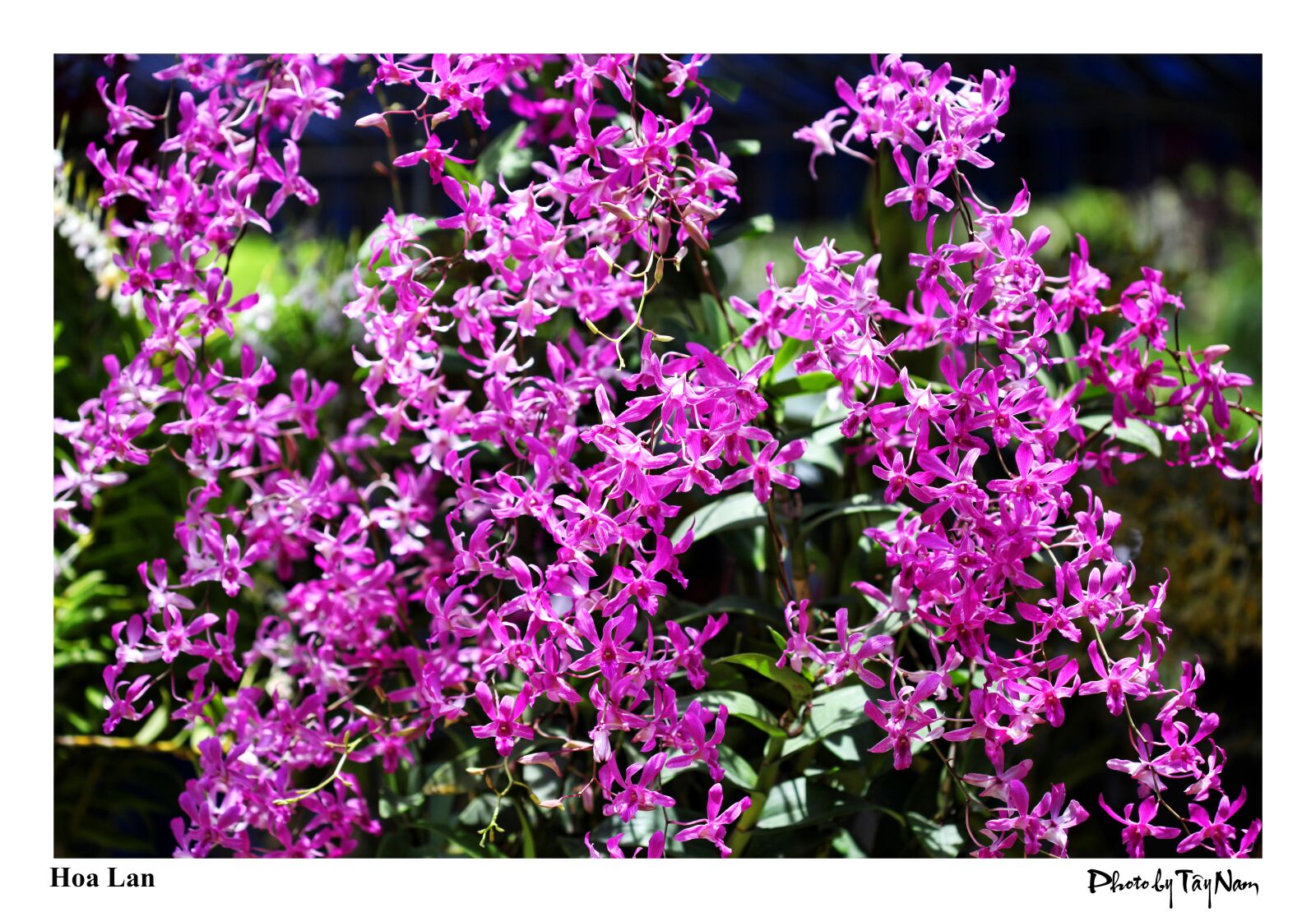 Canon EOS 5D Mark II sample photo. Orchids, flower, scene photography