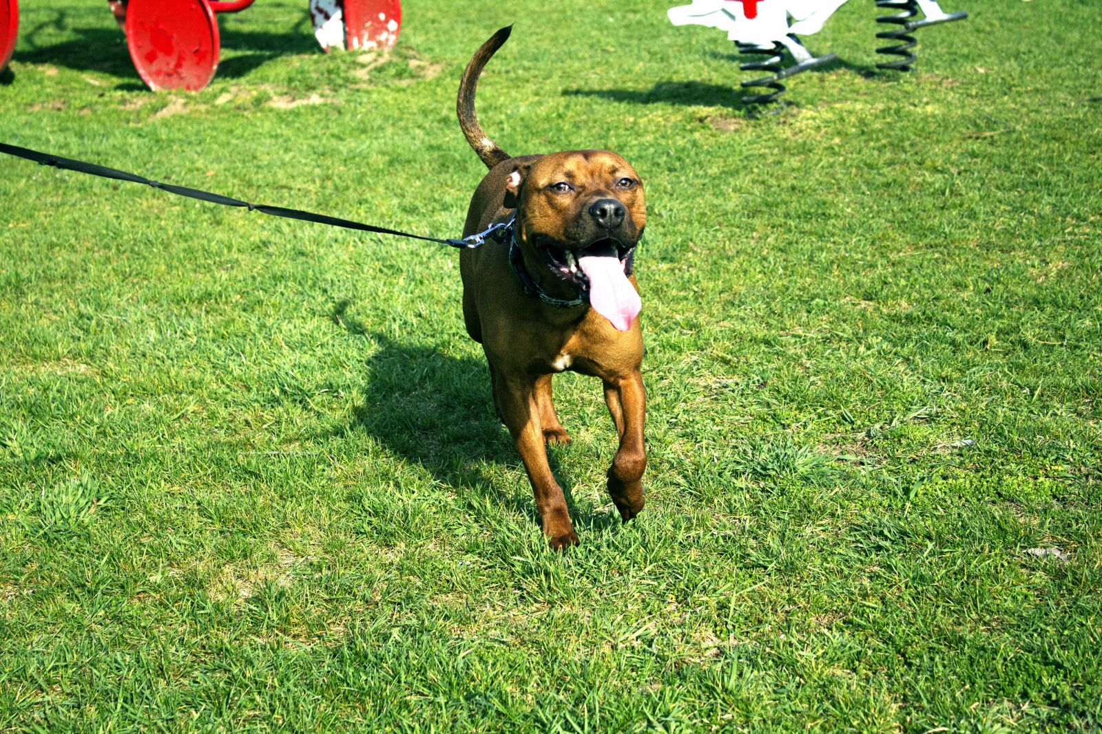 Canon EOS 1200D (EOS Rebel T5 / EOS Kiss X70 / EOS Hi) sample photo. Dog, tongue, animal photography