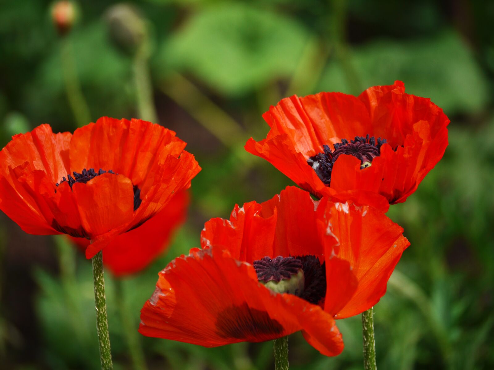 Panasonic Lumix DMC-G1 sample photo. Klatschmohn, triplets, rain field photography