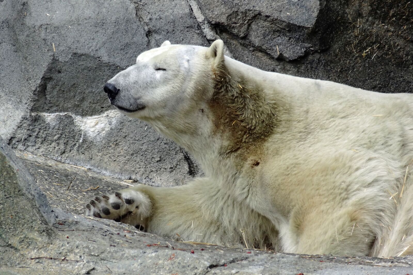 Sony Cyber-shot DSC-HX10V sample photo. Polar bear, bear, zoo photography
