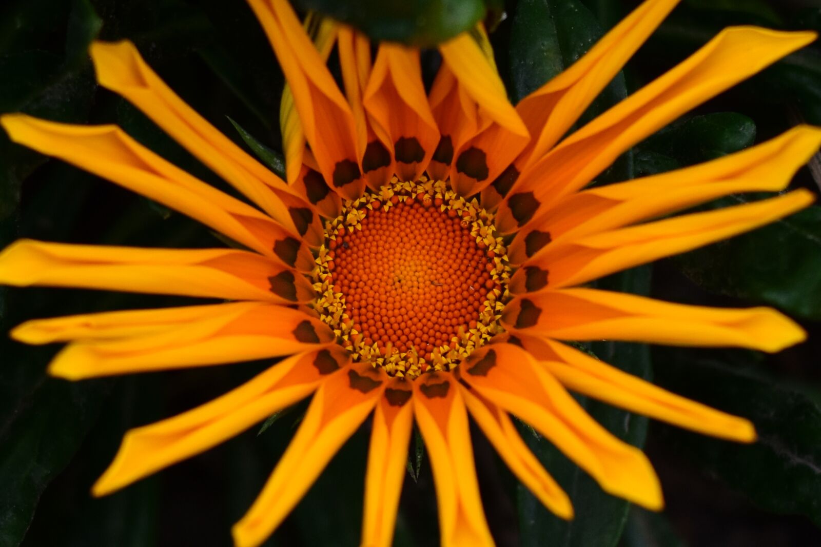 Nikon D3400 sample photo. Approach beautiful flower, nature photography