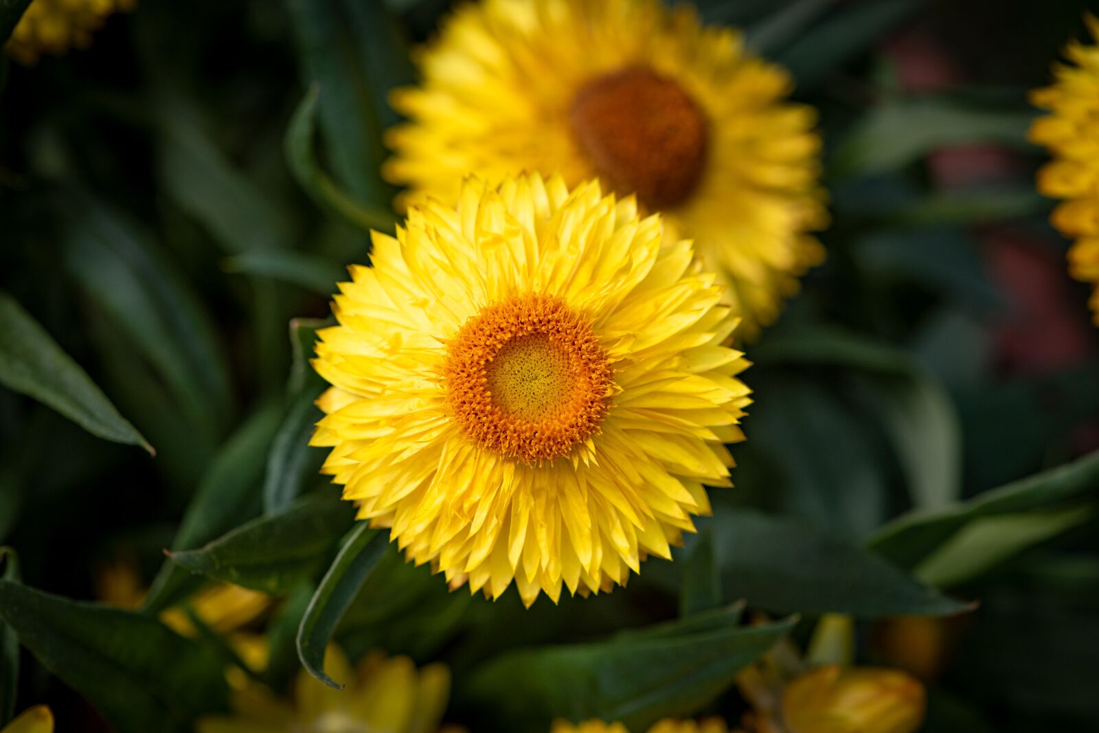 Nikon D750 sample photo. Straw flowers, flowers, yellow photography