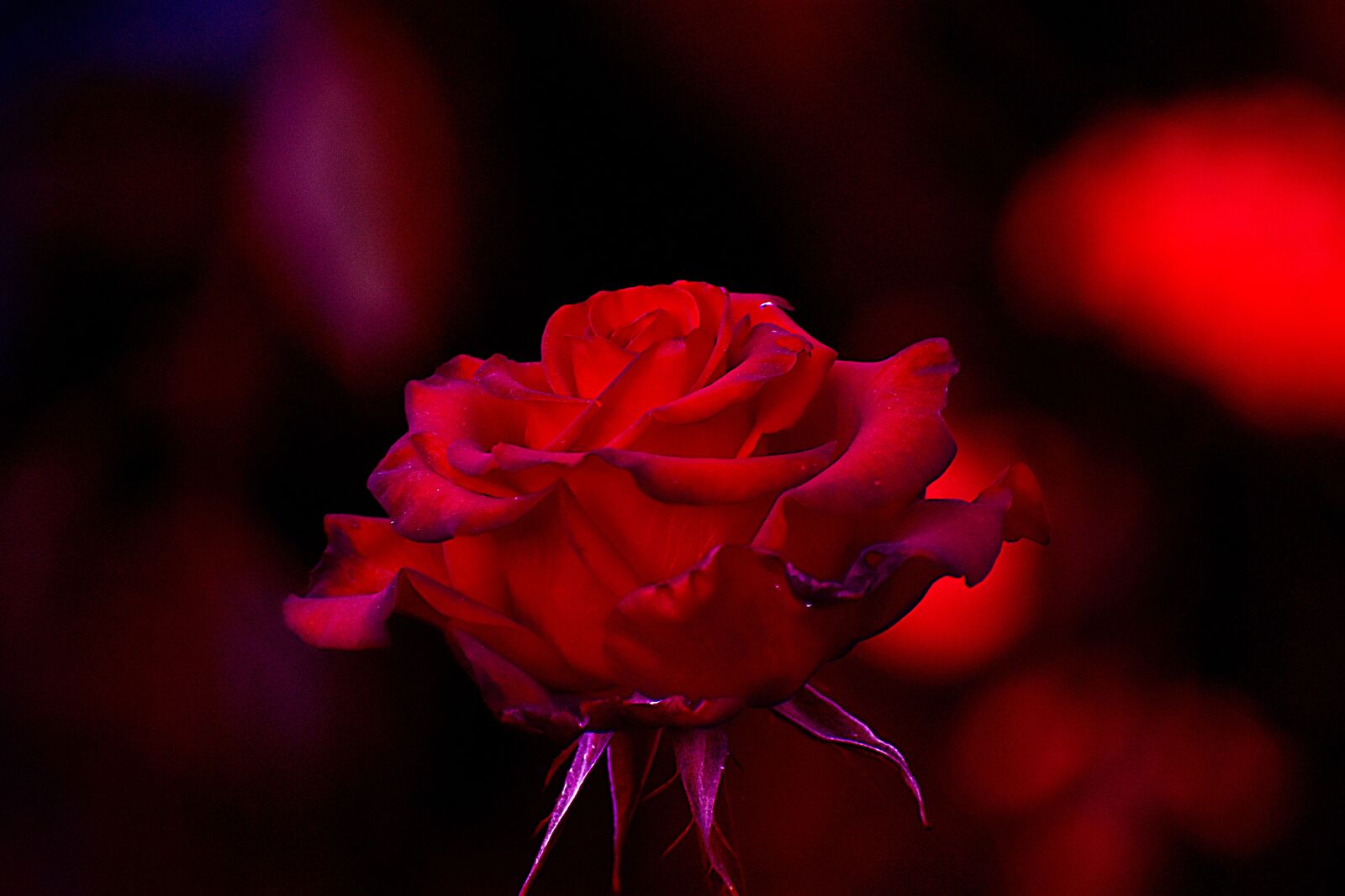Nikon D3400 sample photo. Flower, nature, romantic photography