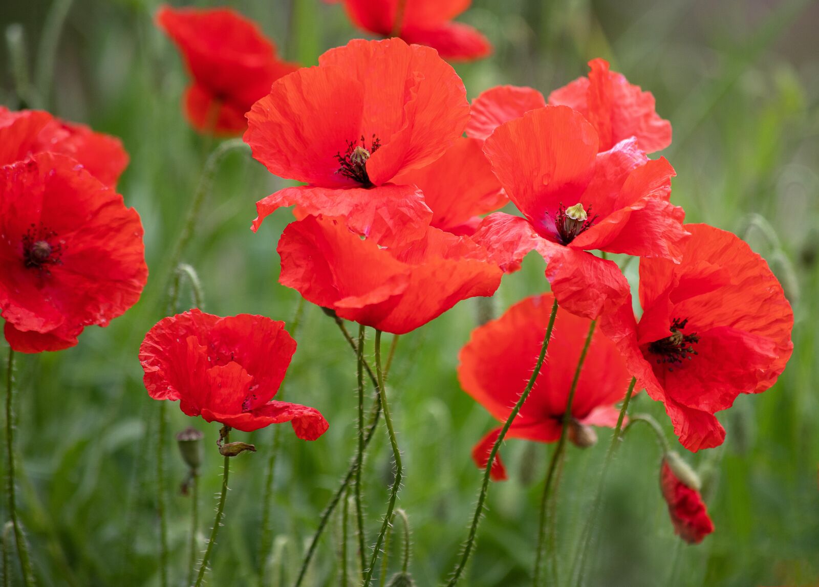 Canon EF 70-300mm F4-5.6 IS USM sample photo. Poppy, poppies, klatschmohn photography