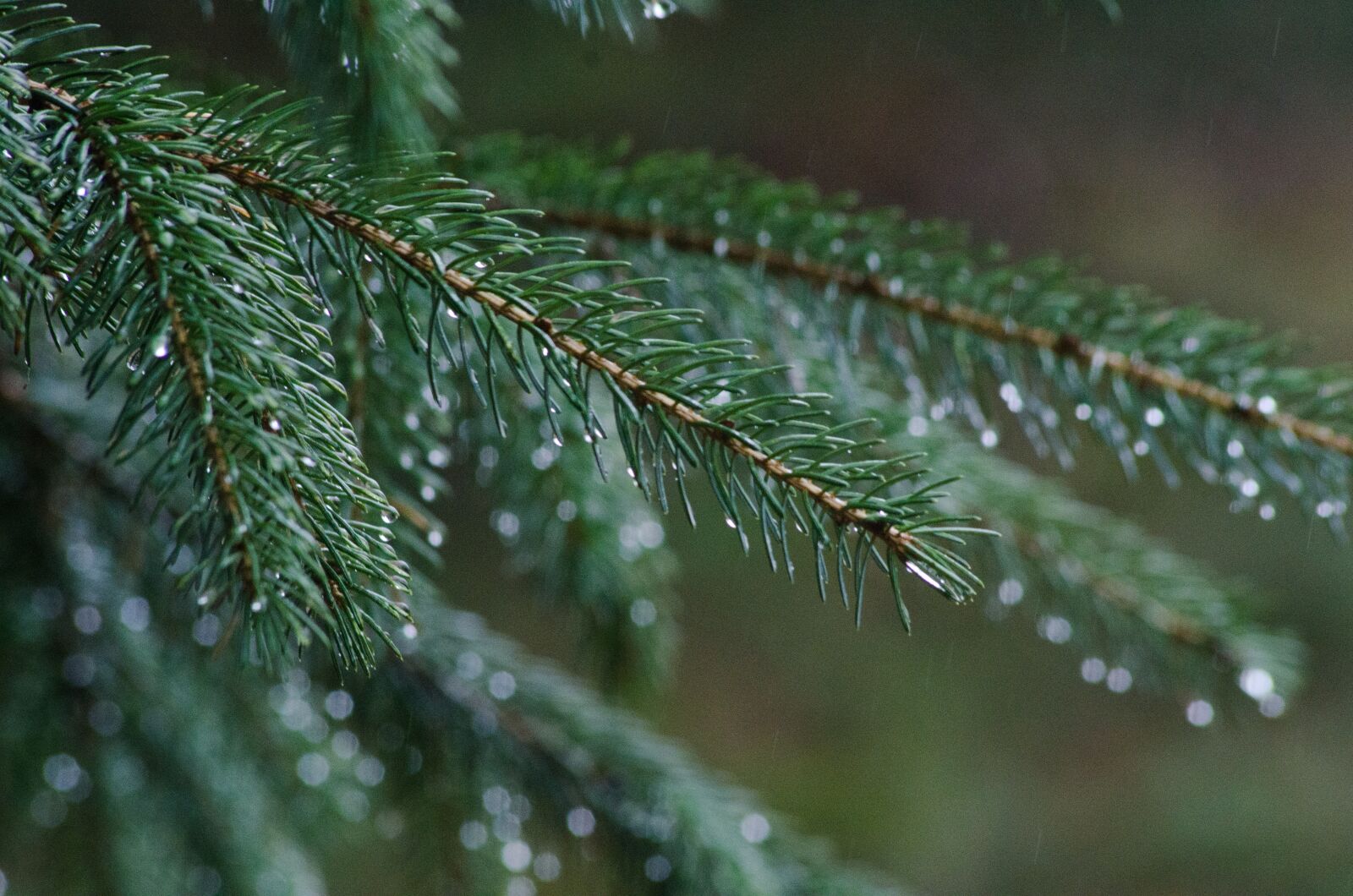 Nikon D7000 sample photo. Pine, rain, forest photography