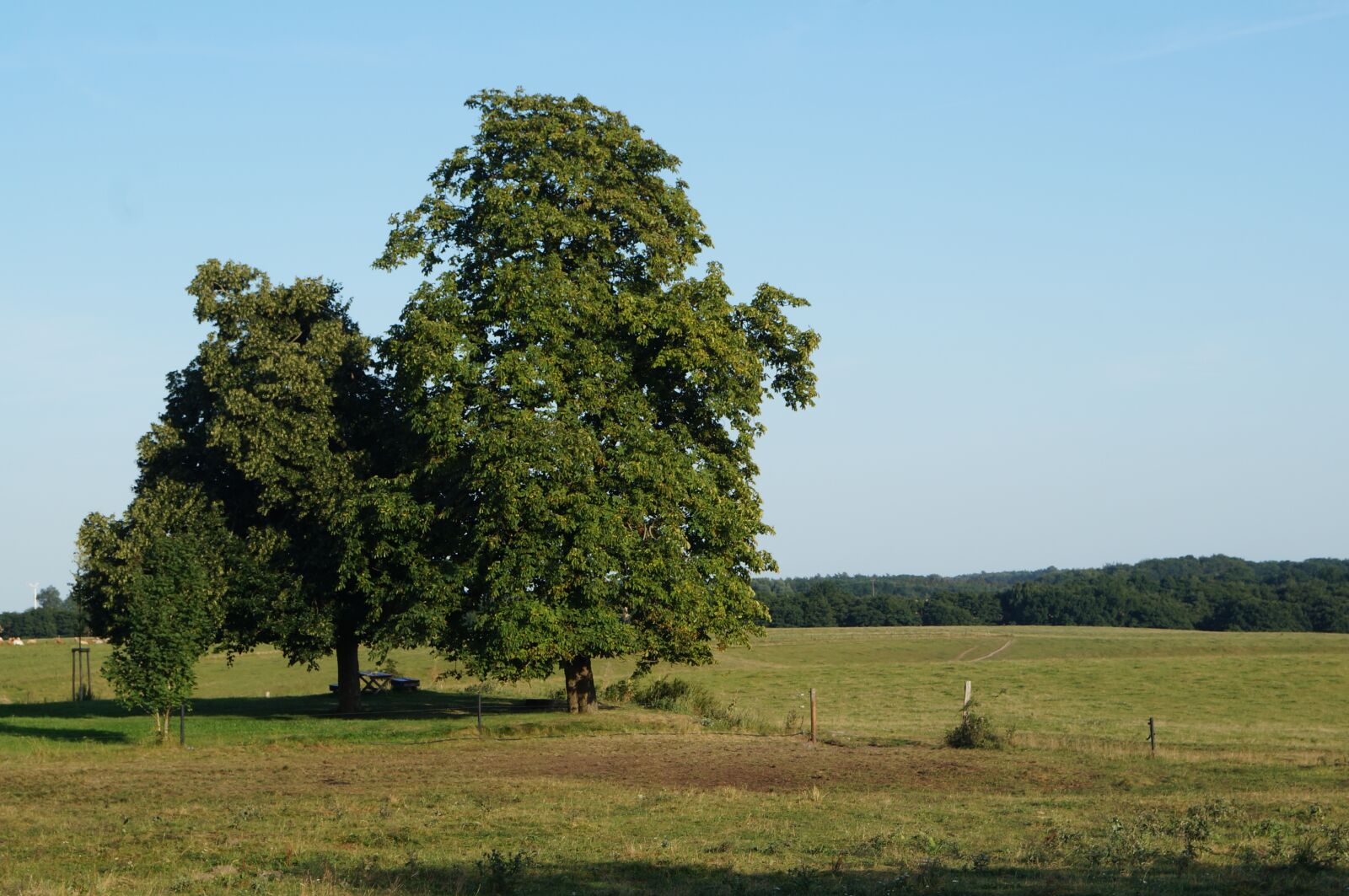 Sony SLT-A57 sample photo. Landscape, pasture, meadow photography