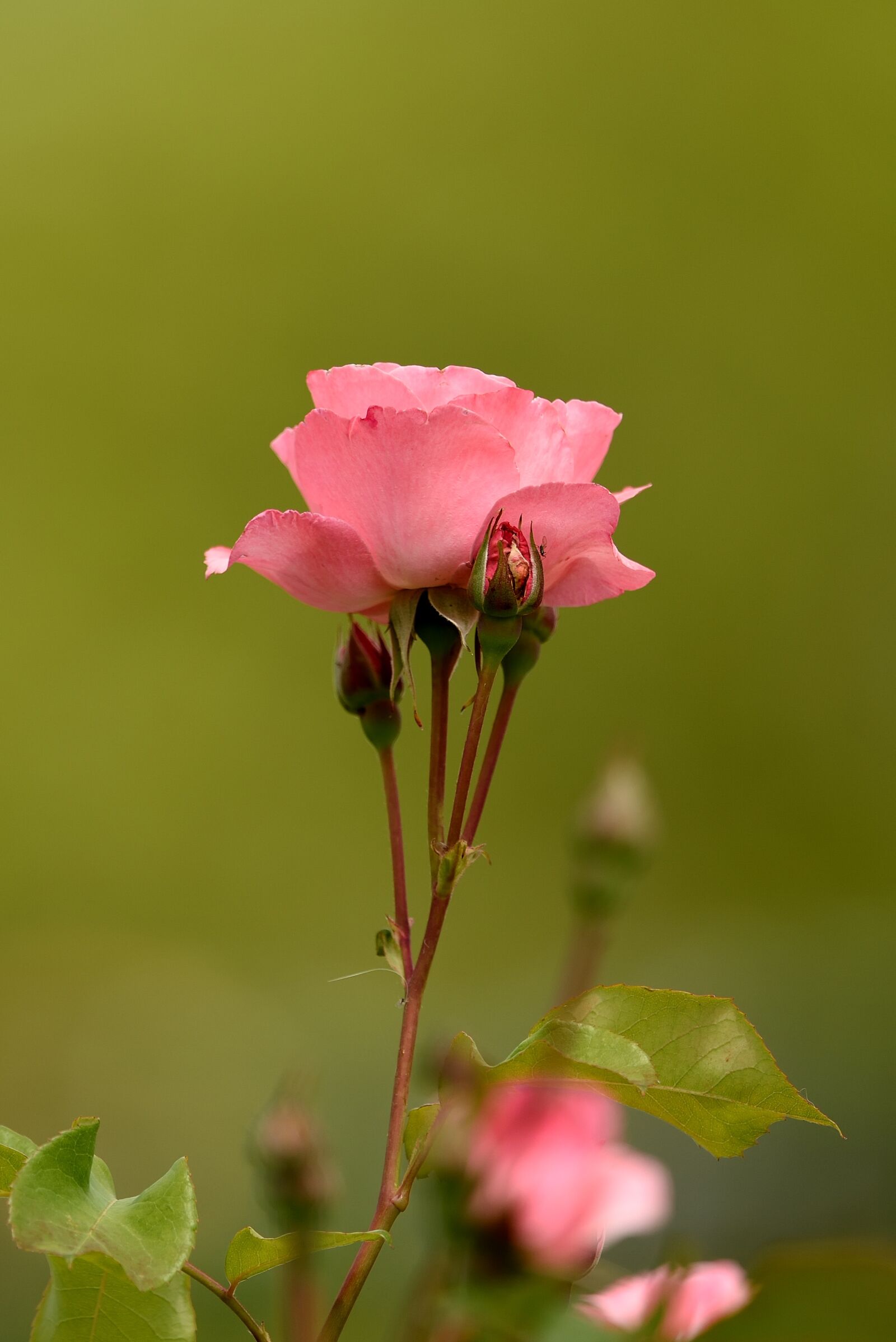 Nikon D750 sample photo. Flower, nature, plant photography