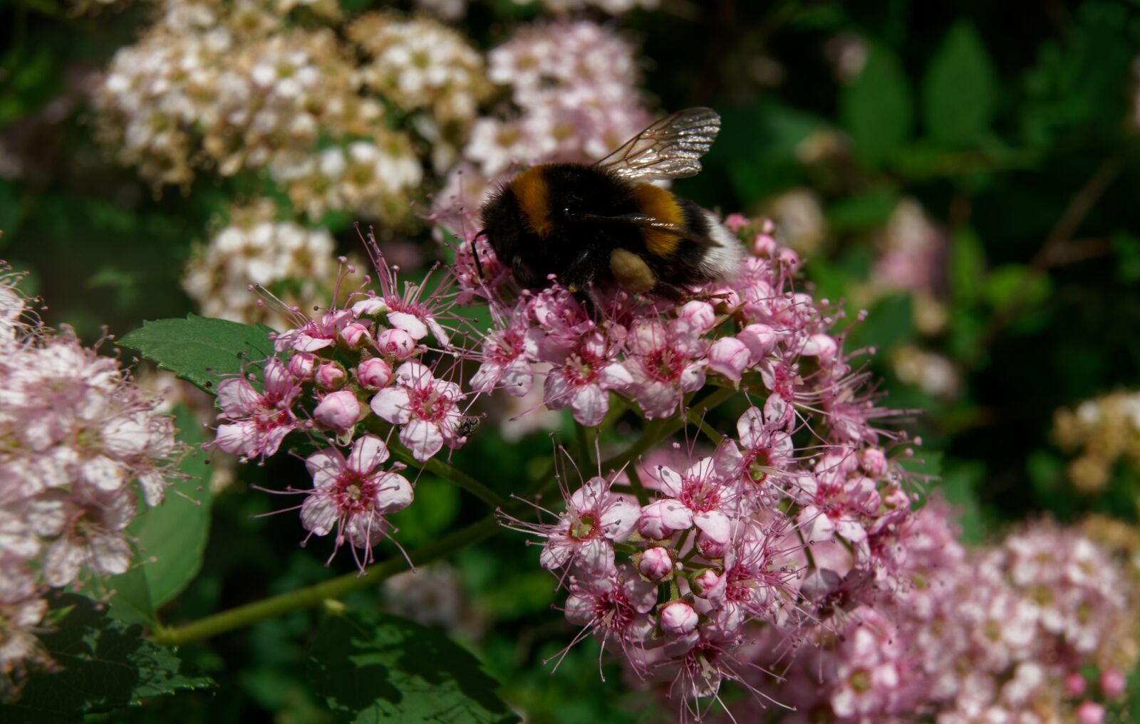 Sony a7R II sample photo. Bumble bee, flower, bumblebee photography