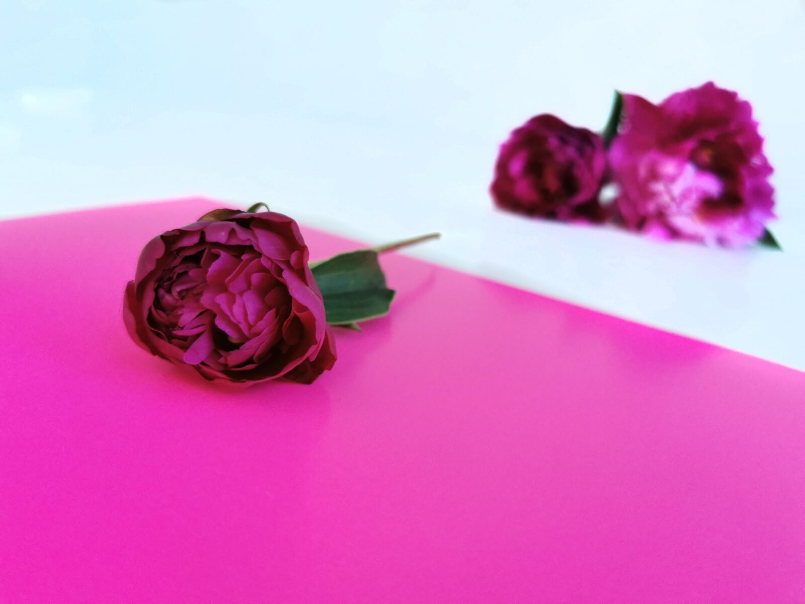 HUAWEI P30 Pro sample photo. Peonies, flowers, gift photography