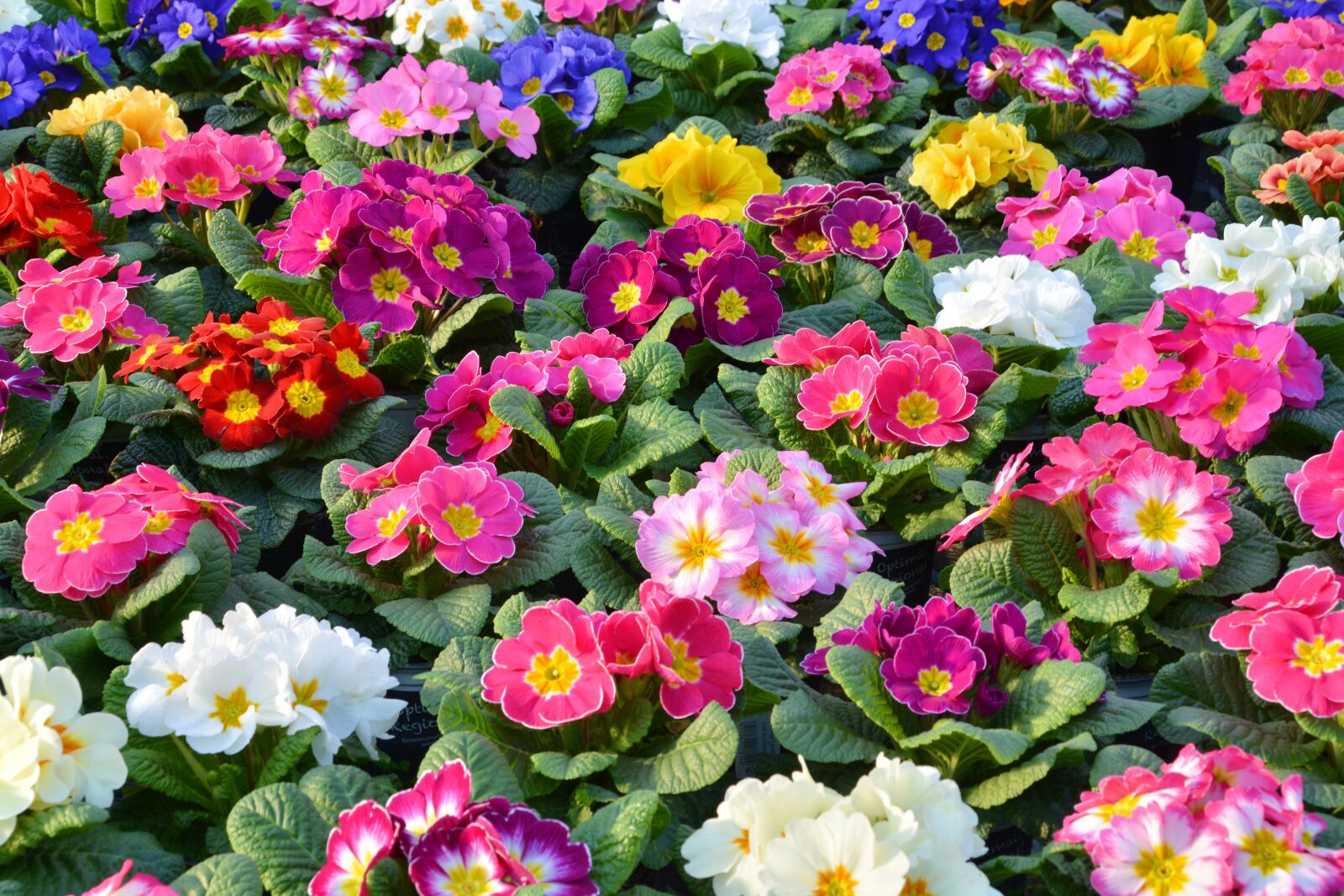 Nikon D5200 sample photo. Primroses, spring primroses, flowers photography