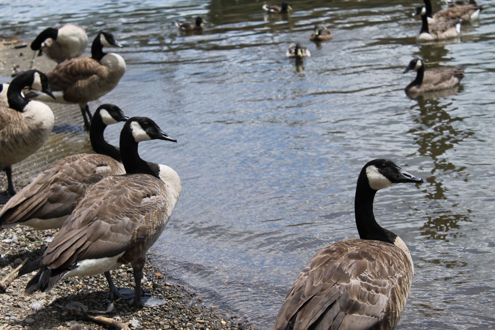 Canon EOS 1100D (EOS Rebel T3 / EOS Kiss X50) sample photo. Bird, geese, waterfowl photography