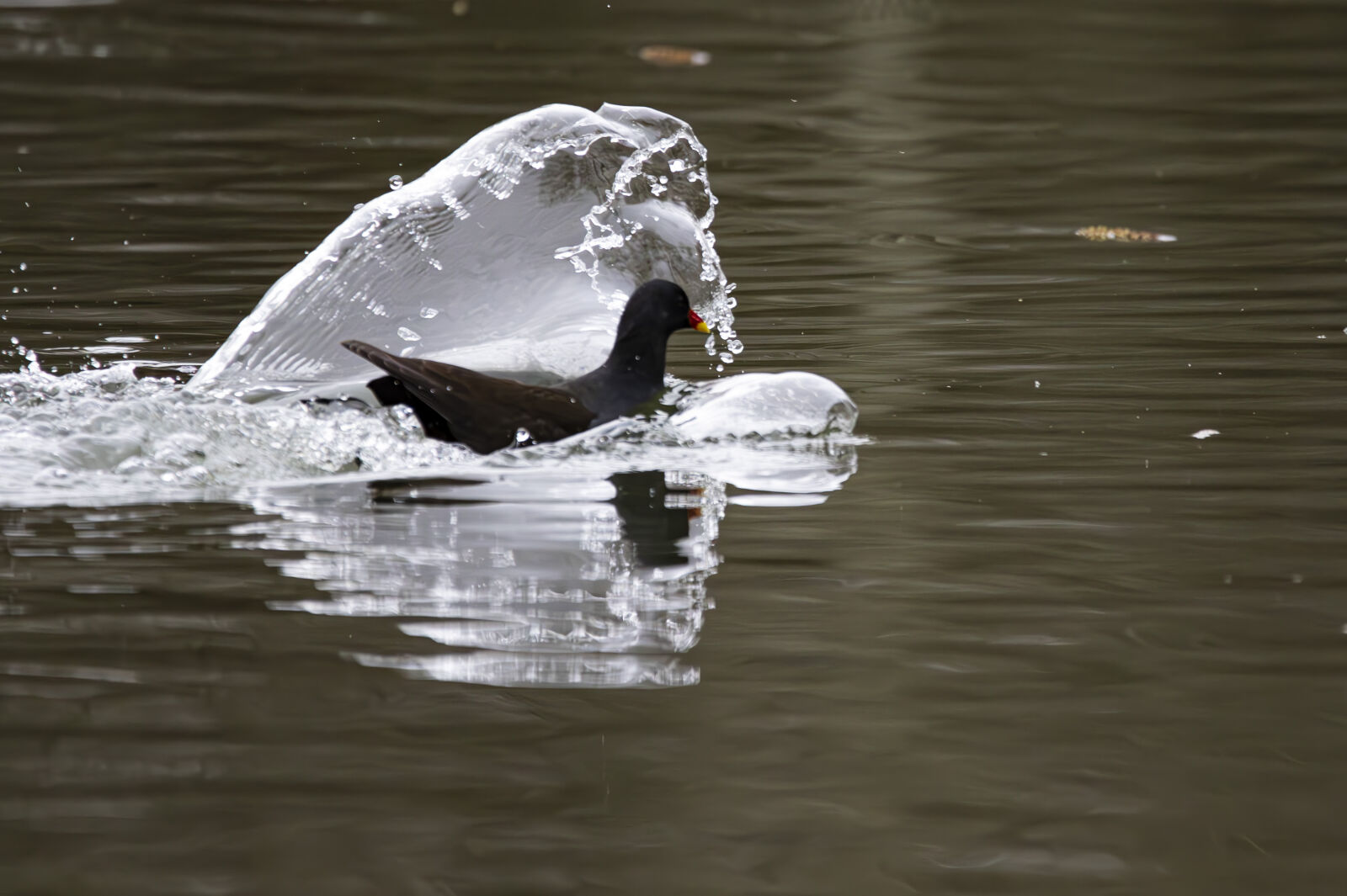 Canon EOS 7D Mark II sample photo