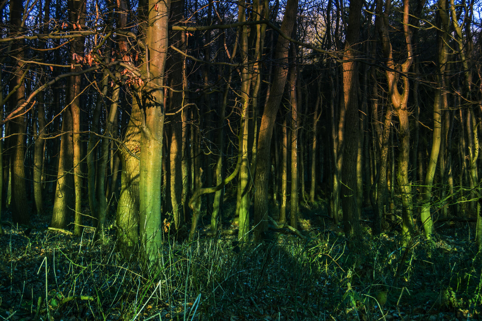 Nikon D3200 sample photo. Dark, forest, light photography