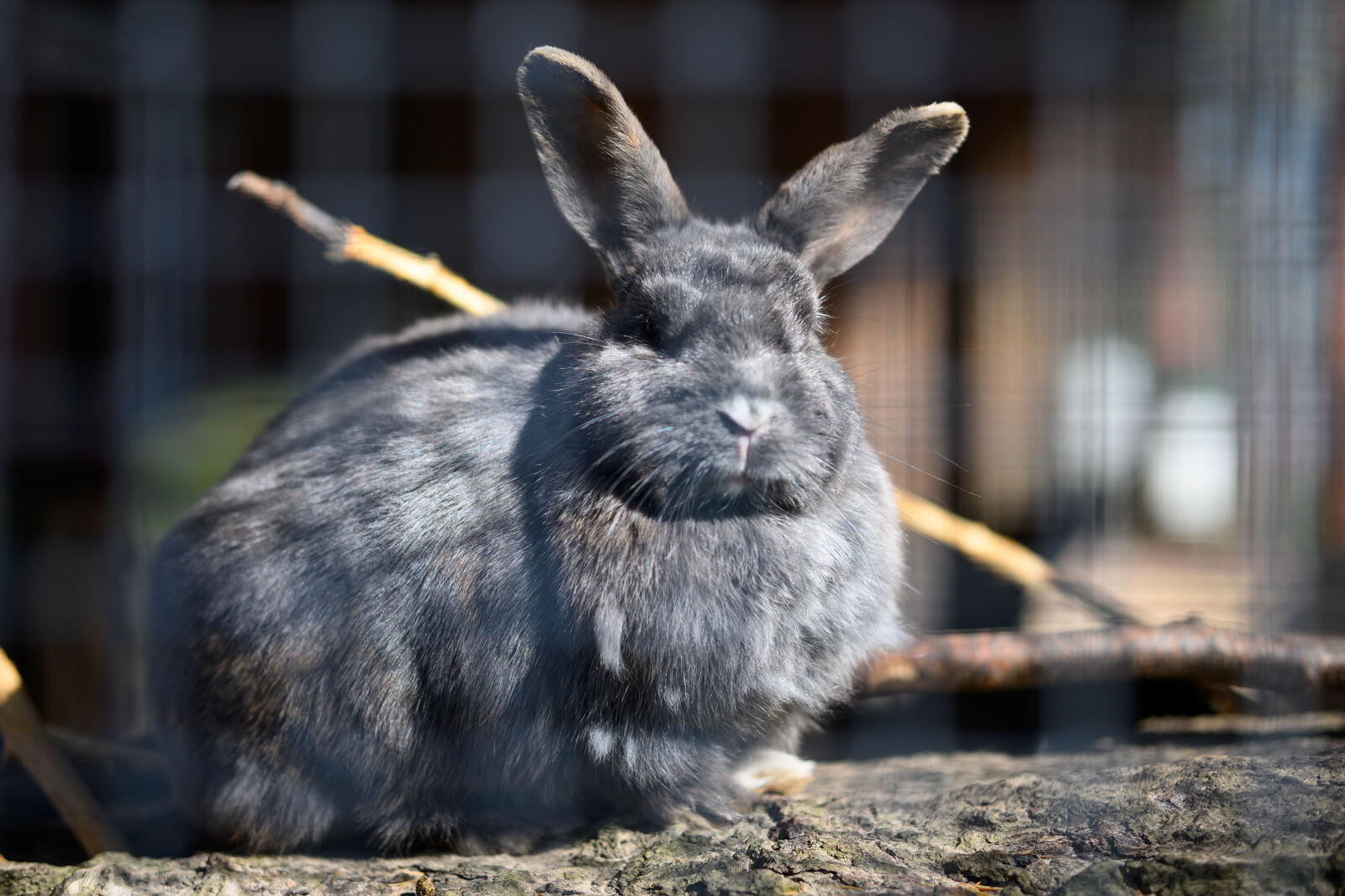 Nikon Z9 sample photo. Angry bunny photography