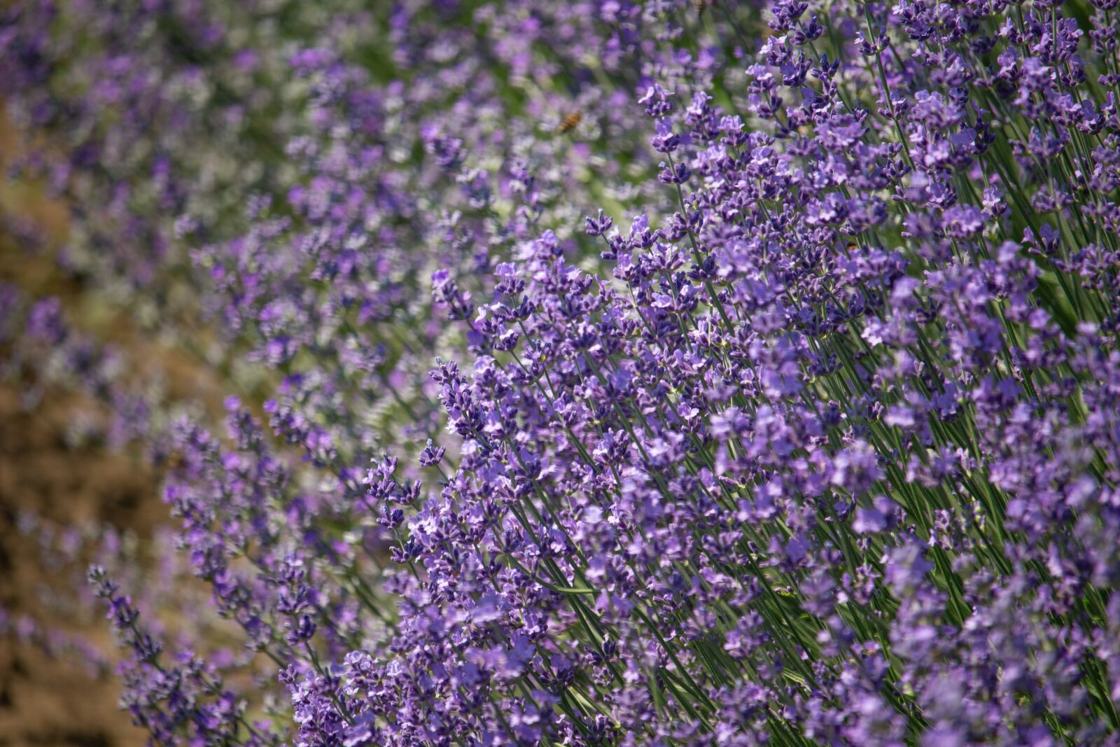 Canon EOS 100D (EOS Rebel SL1 / EOS Kiss X7) sample photo. Blooming lavender, summer, purple photography