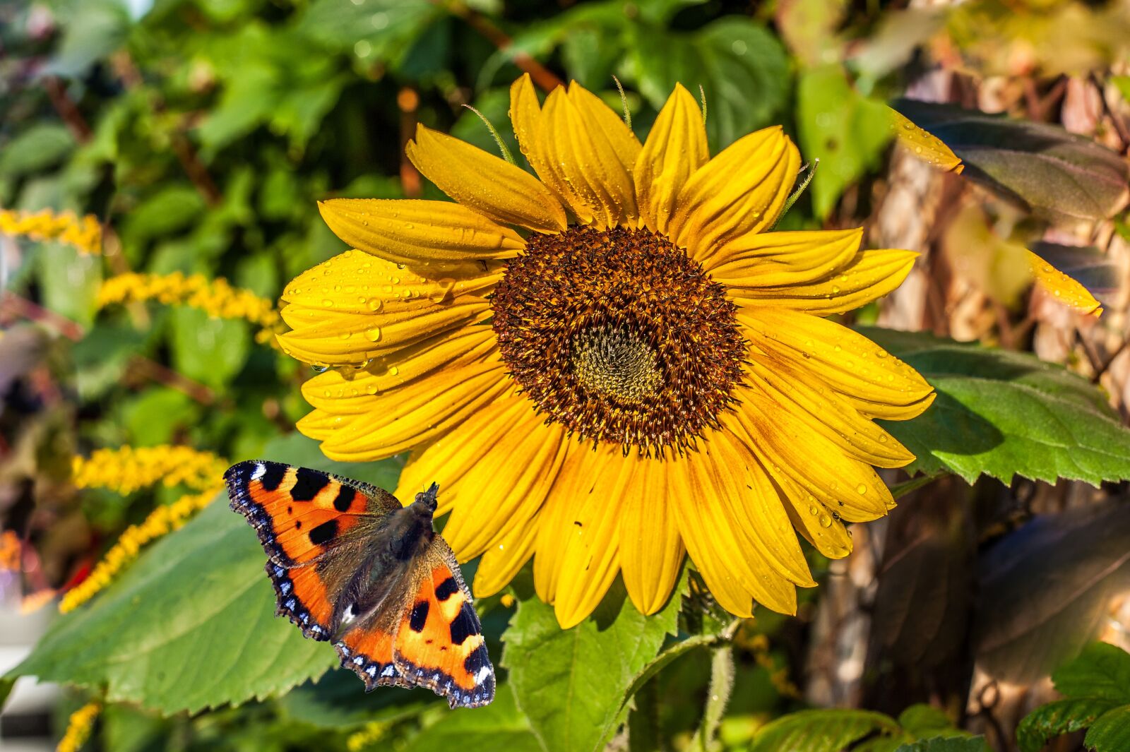 Nikon D700 sample photo. Sunflower, raindrop, butterfly photography