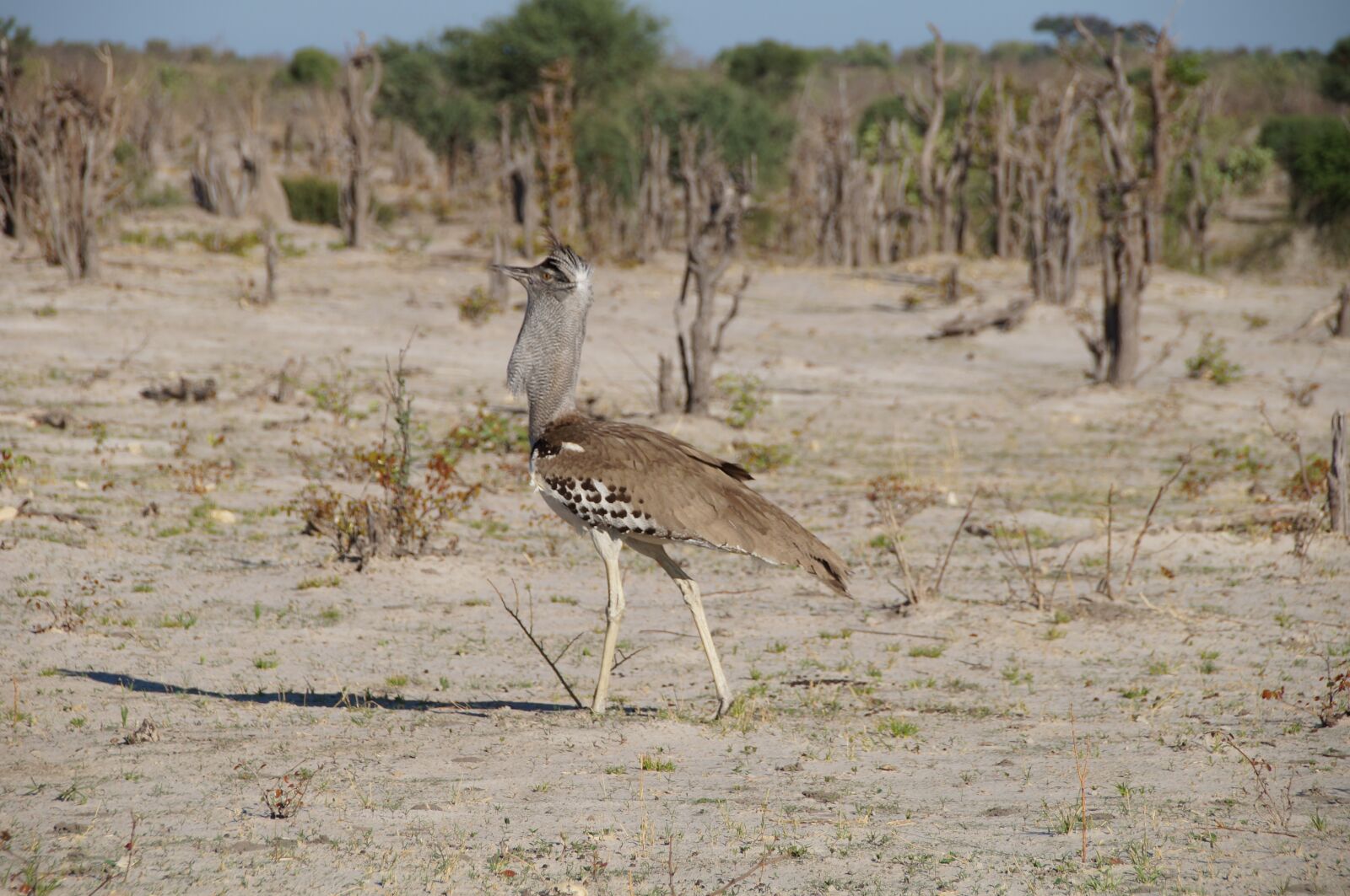 Sony SLT-A37 sample photo. Botswana, kalahari, africa photography