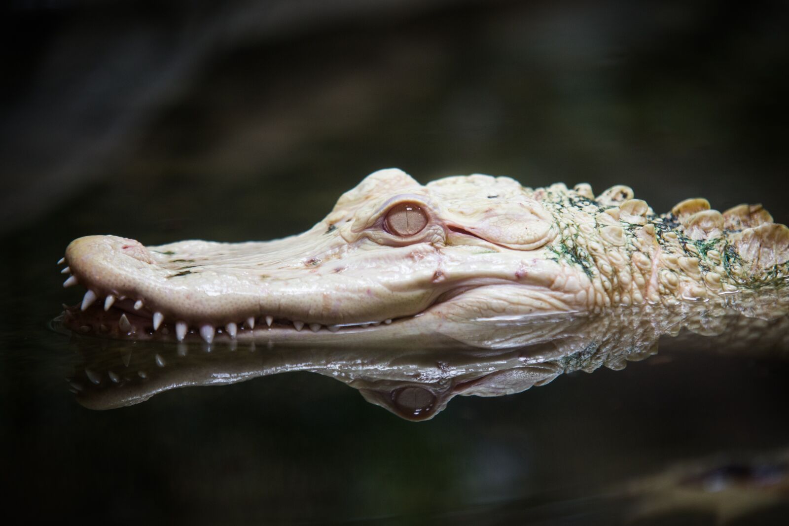 Canon EOS 6D sample photo. Albino, alligator, zoo photography