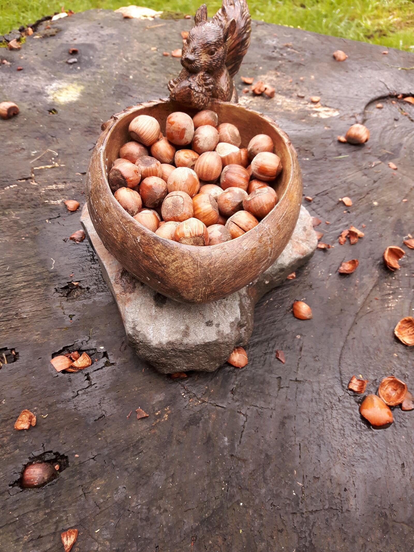 Samsung Galaxy S5 Neo sample photo. Hazelnuts, nuts, squirrel, squirrel photography