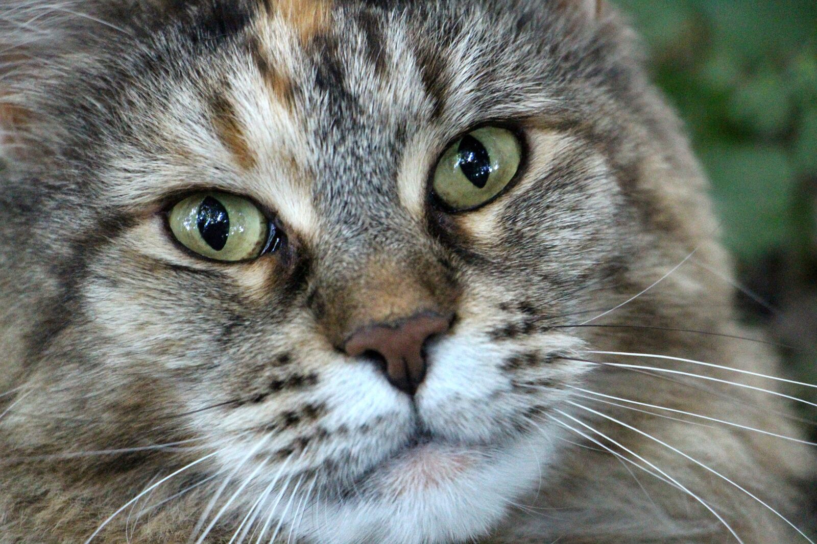 Canon EOS 700D (EOS Rebel T5i / EOS Kiss X7i) sample photo. Cats head, main coon photography