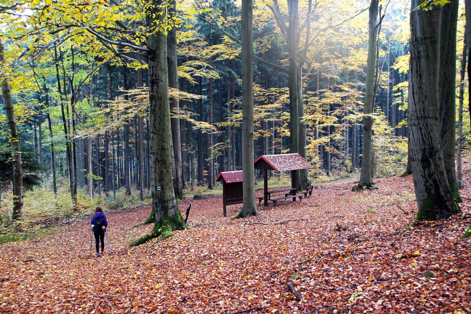 Sony SLT-A58 sample photo. Autumn, forest, fallen photography